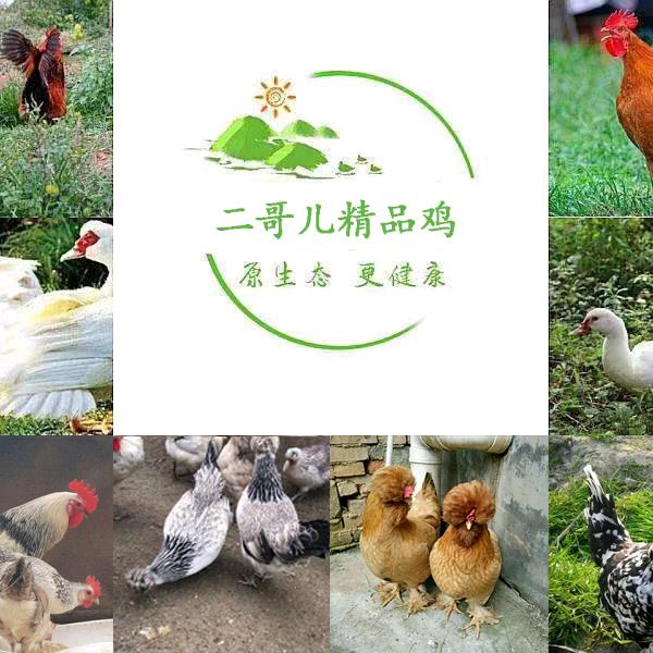 二哥农场精品鸡