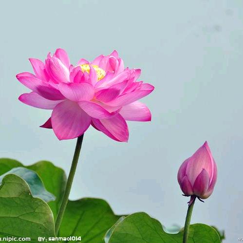 回眸一笑、顾我心安