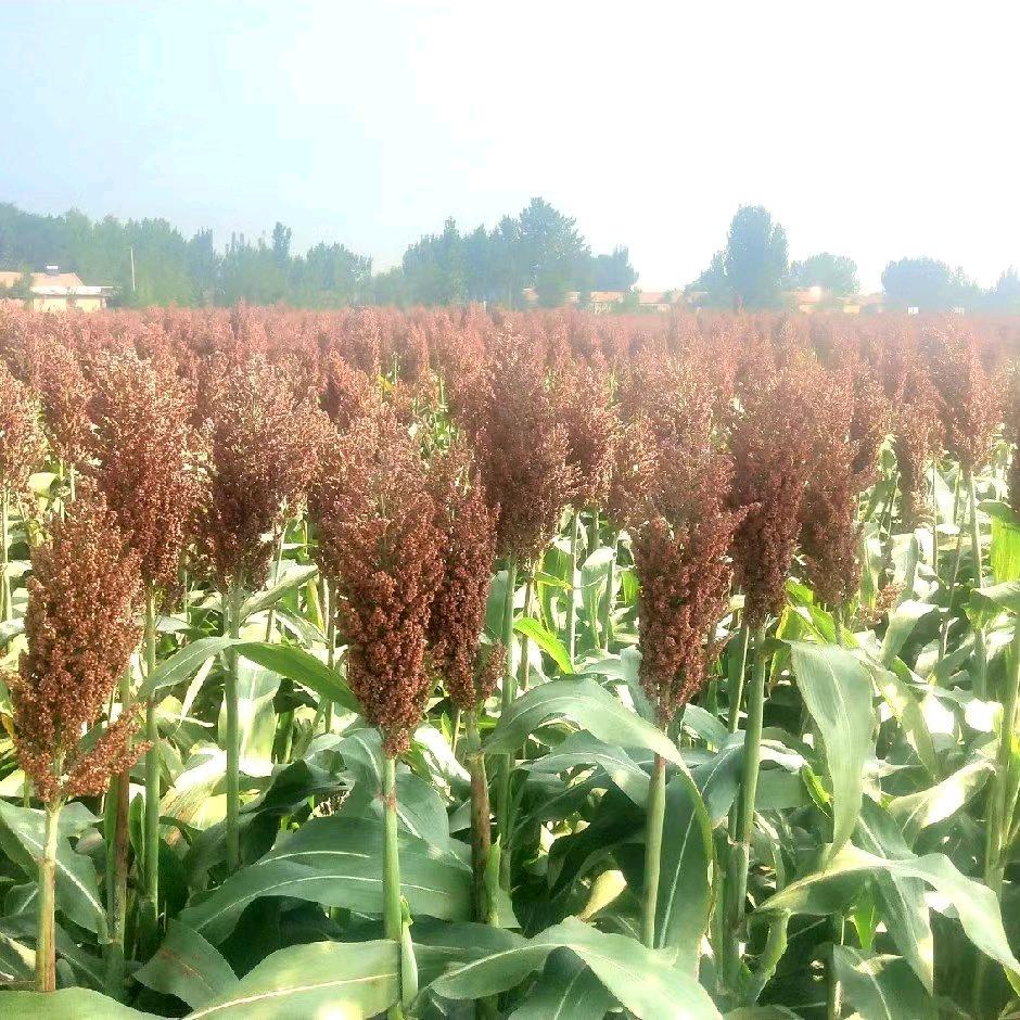 中国秫秫✌🏼【抖音高粱】🌏