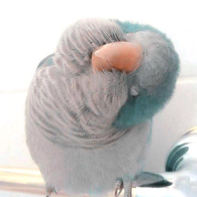 道哥说鹦鹉