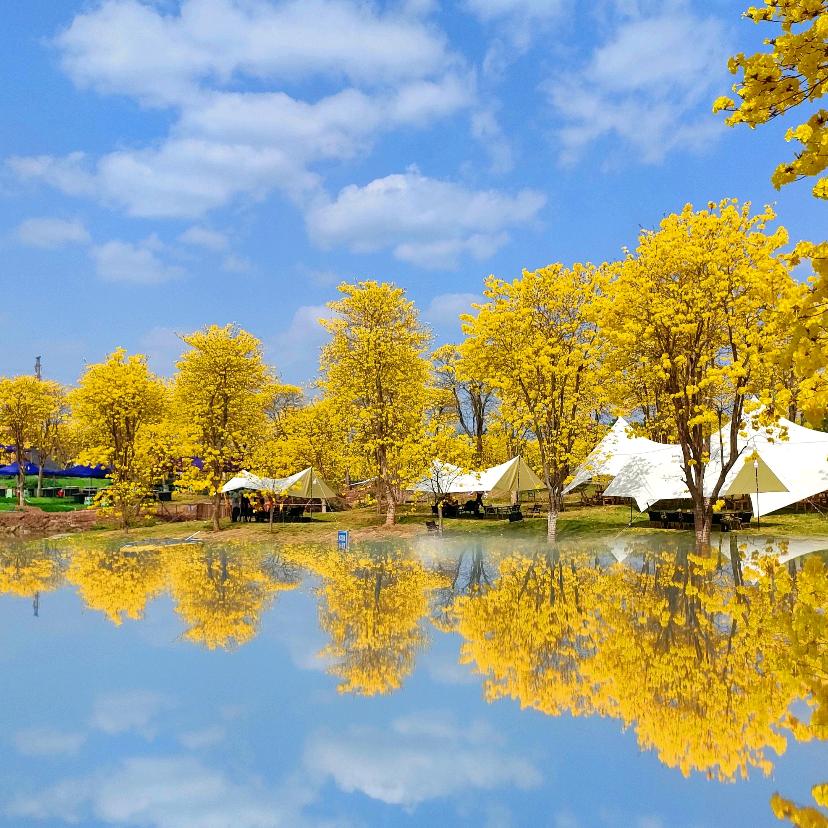 溪畔花涧营地🏕️