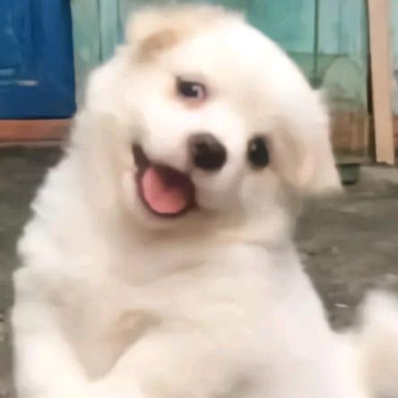 皇城门前狗咬狗