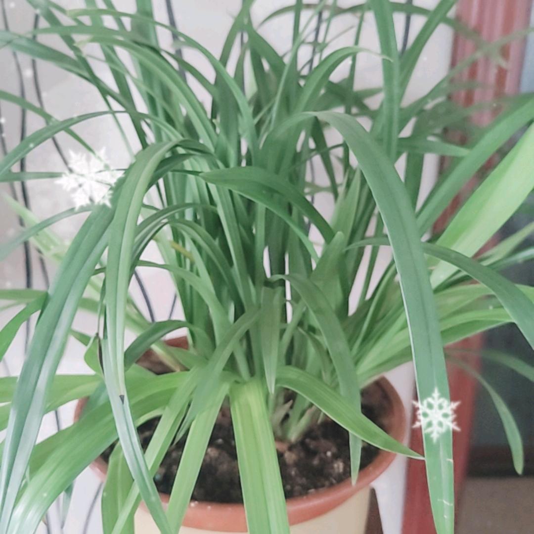 千年九尾极品白狐