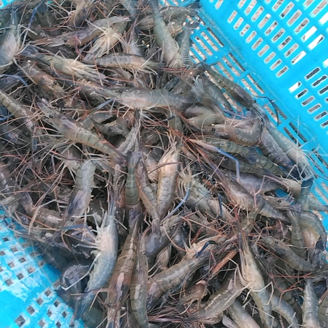 锋哥哥