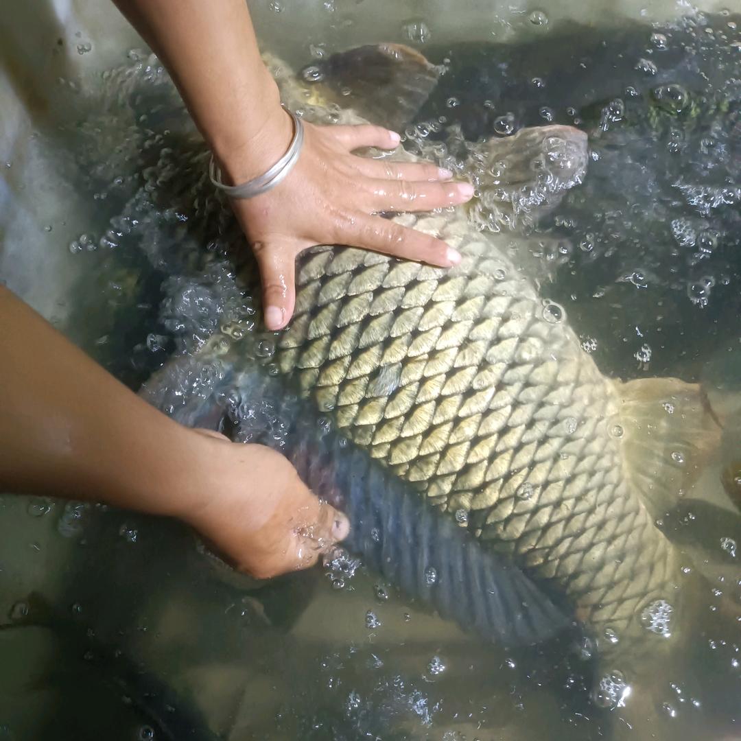 春夏秋冬，老黑表。