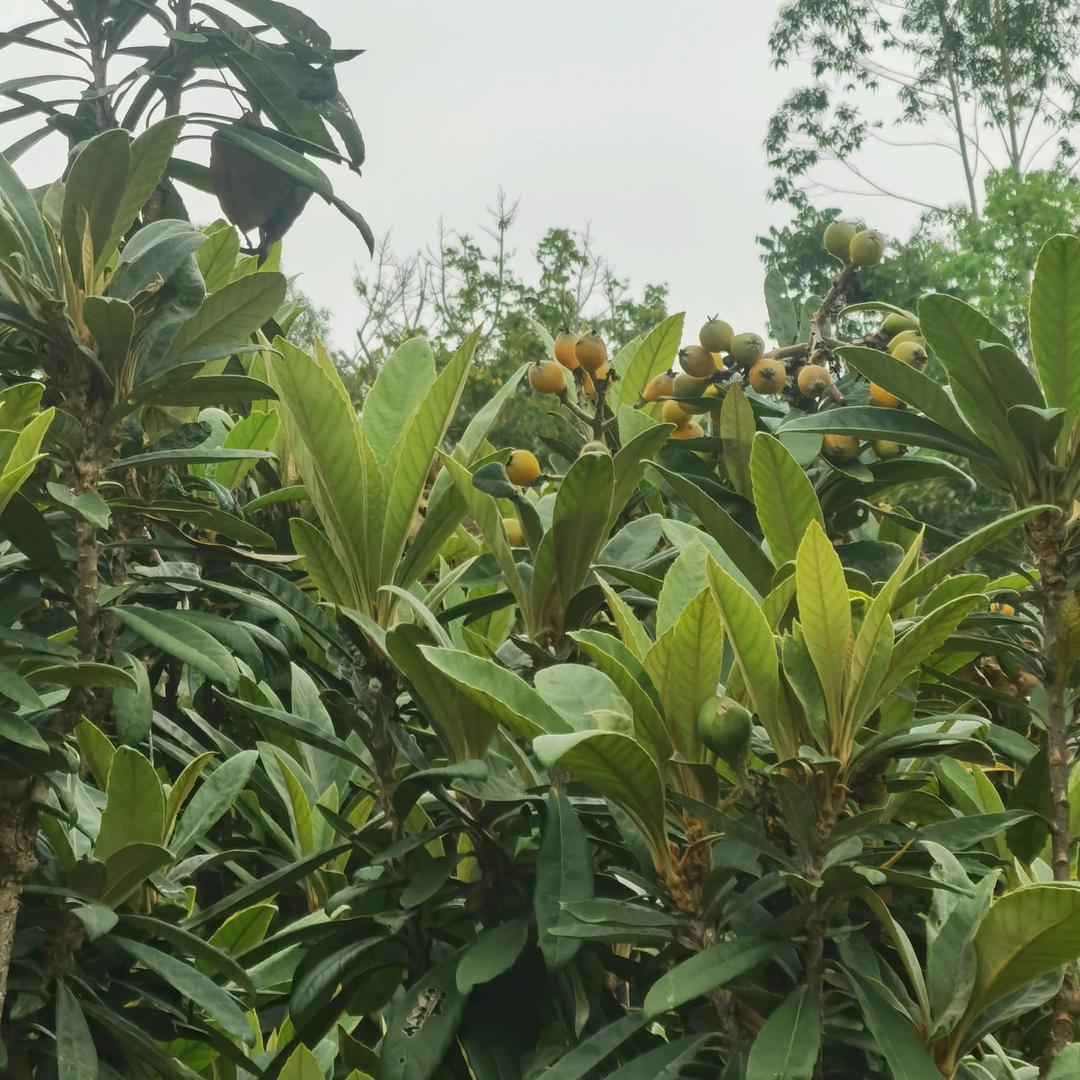 明天会更好