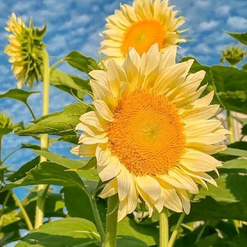 🌹余生爱自己🌹“敏敏”