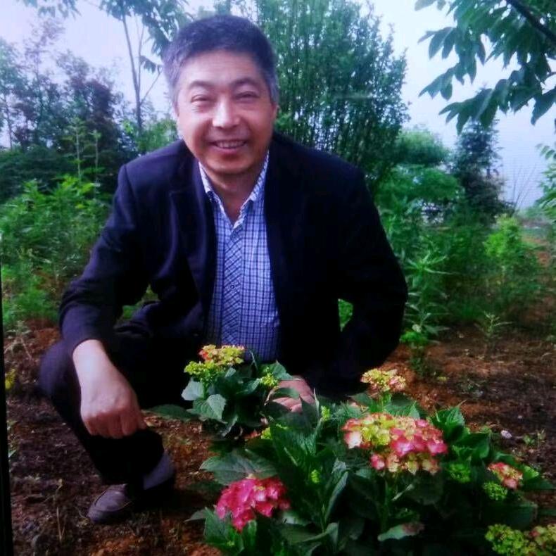 麦子