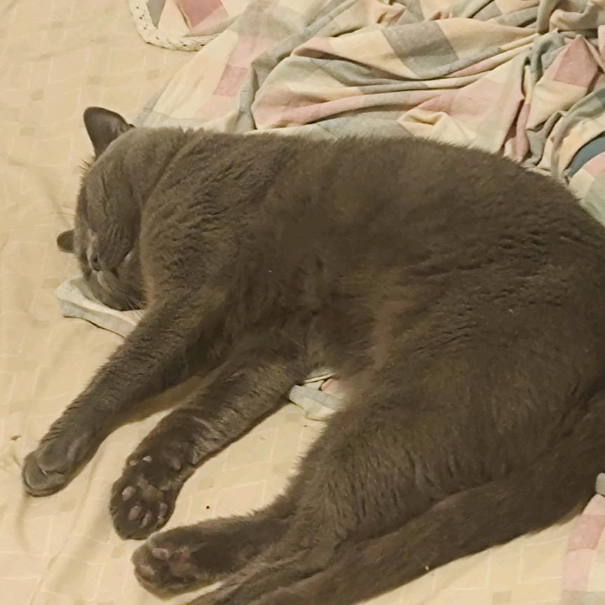 小天使