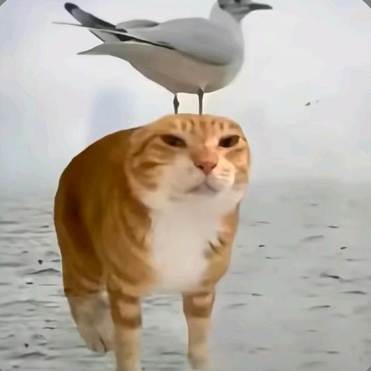 把饭拼好给你