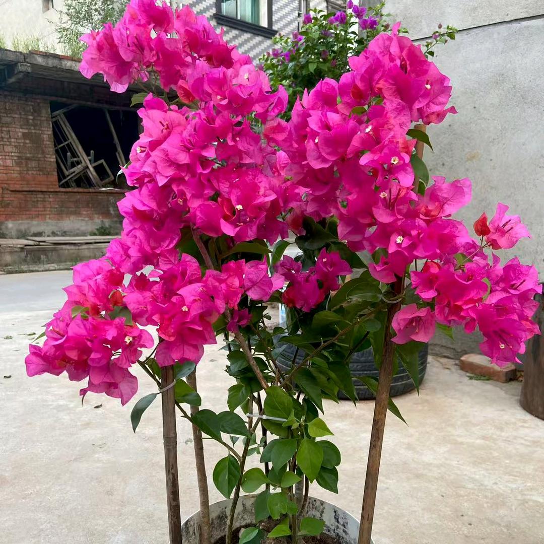 悠香园园艺花卉