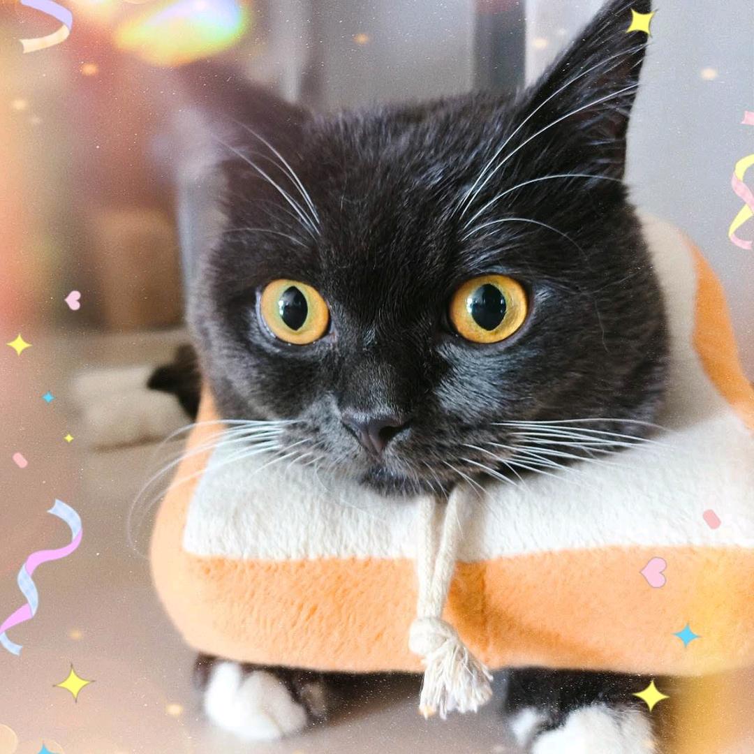 阿猫阿狗