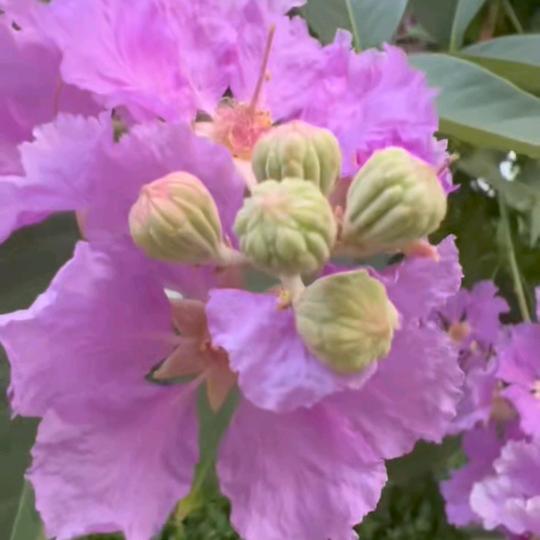 我是小鱼鱼_好运