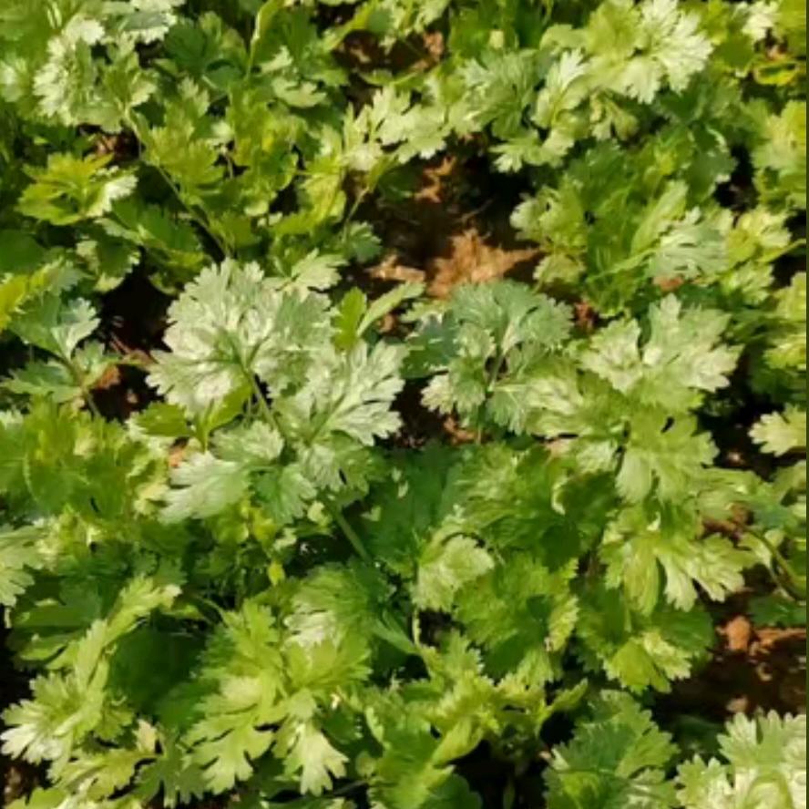 👉抓去种🌱🌱香菜🌱🌱