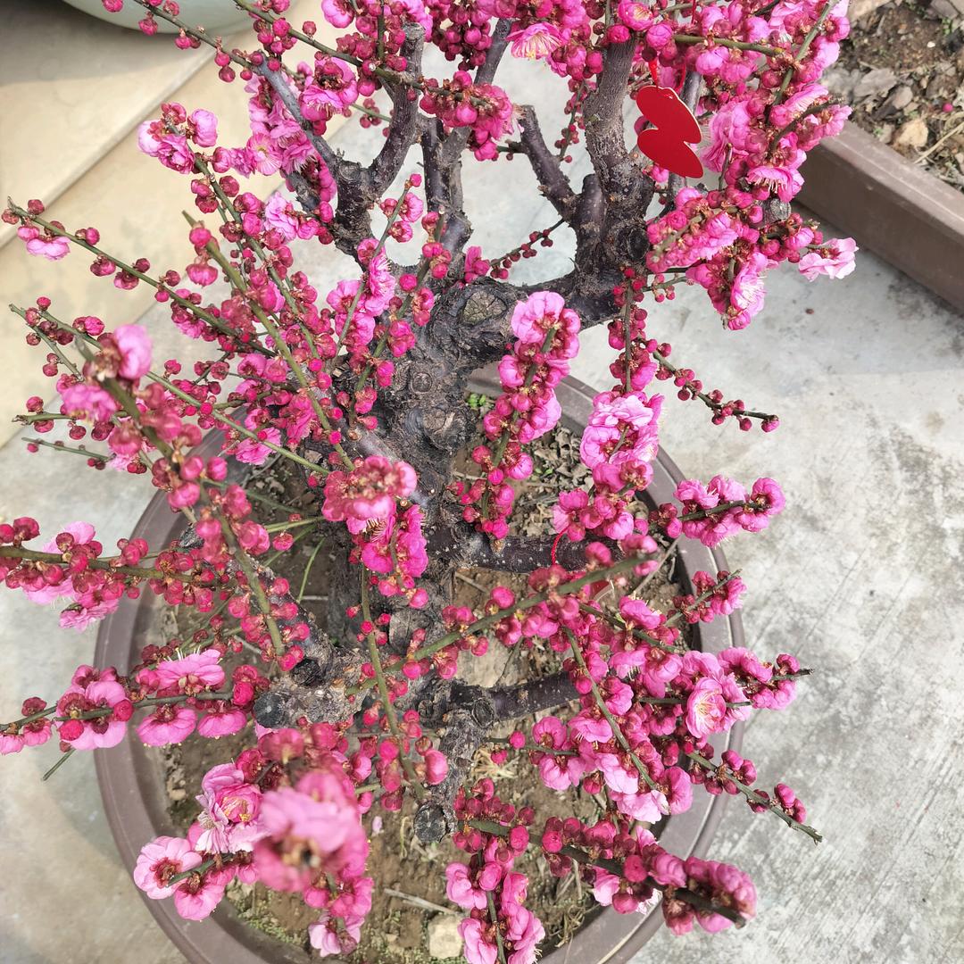 沙漠🏜王子