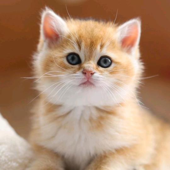 安安😊