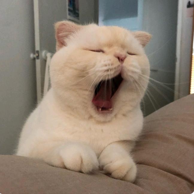 金豆是我