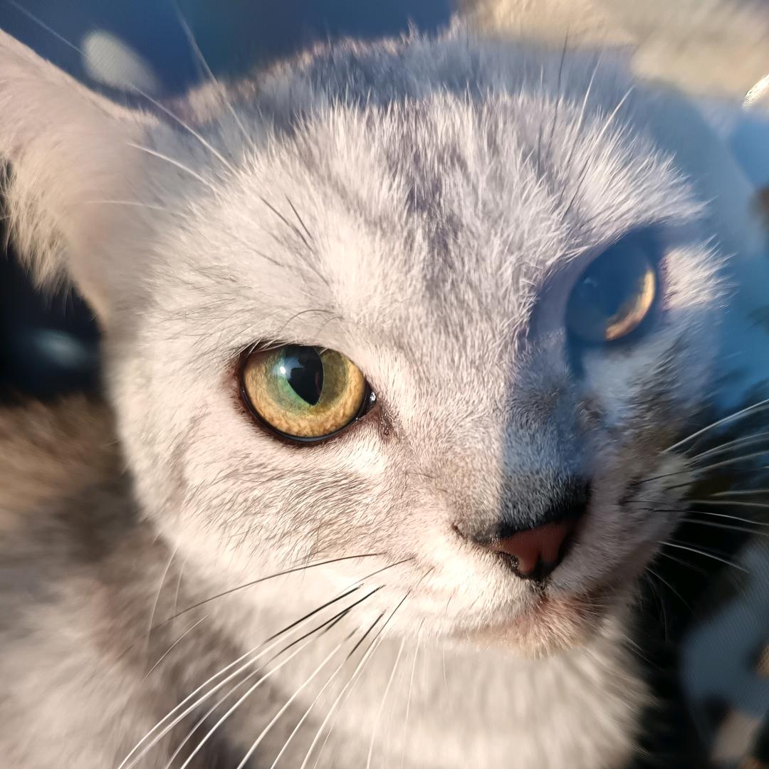 张家有两只宝贝猫