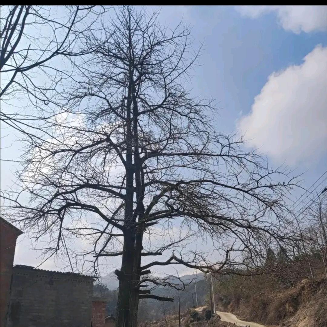 武汉回收老钱币