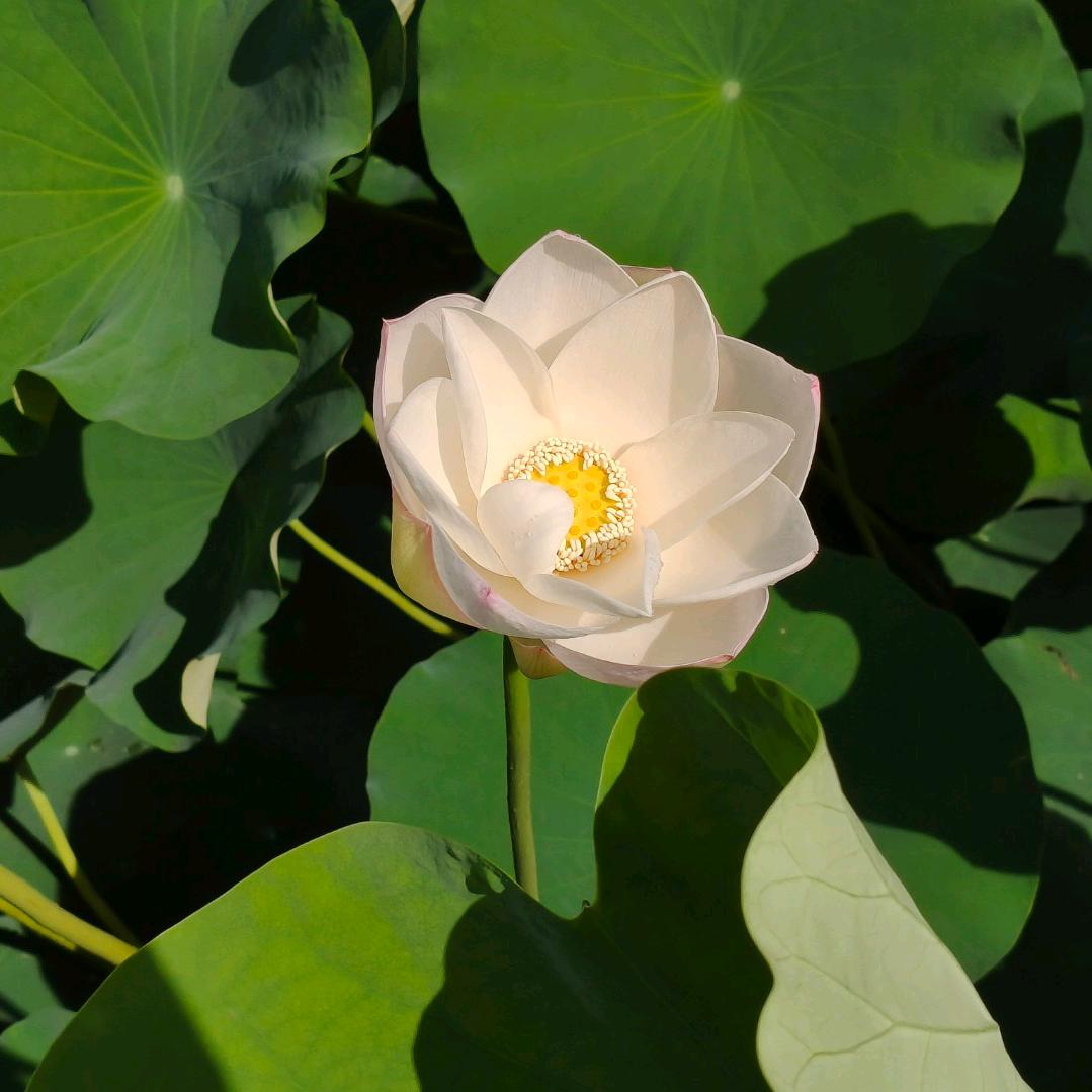 ꧁꫞三溪🍊脐橙生活号꫞꧂