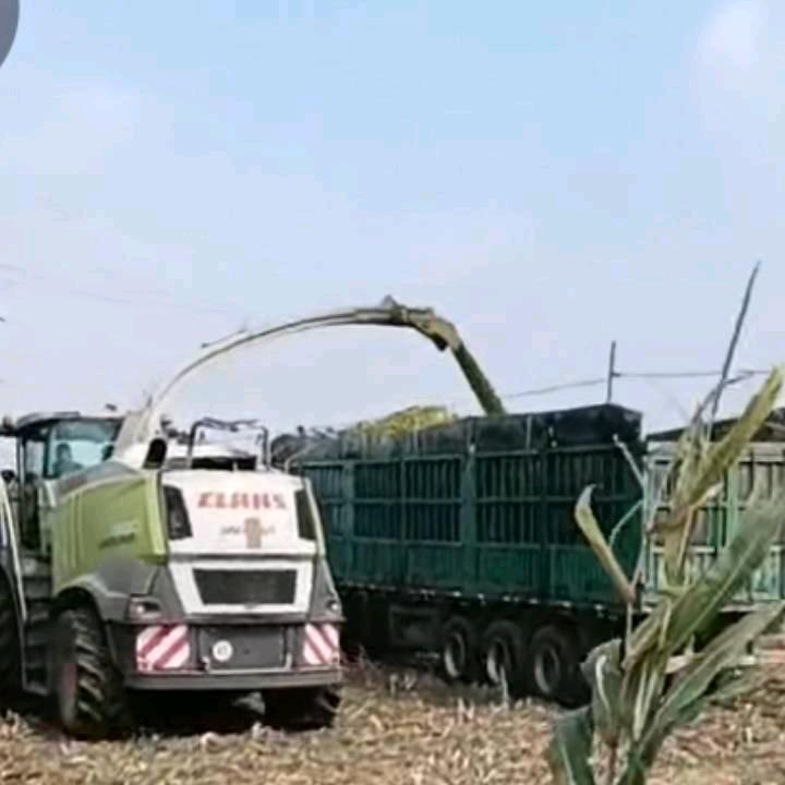 大量收购青储玉米