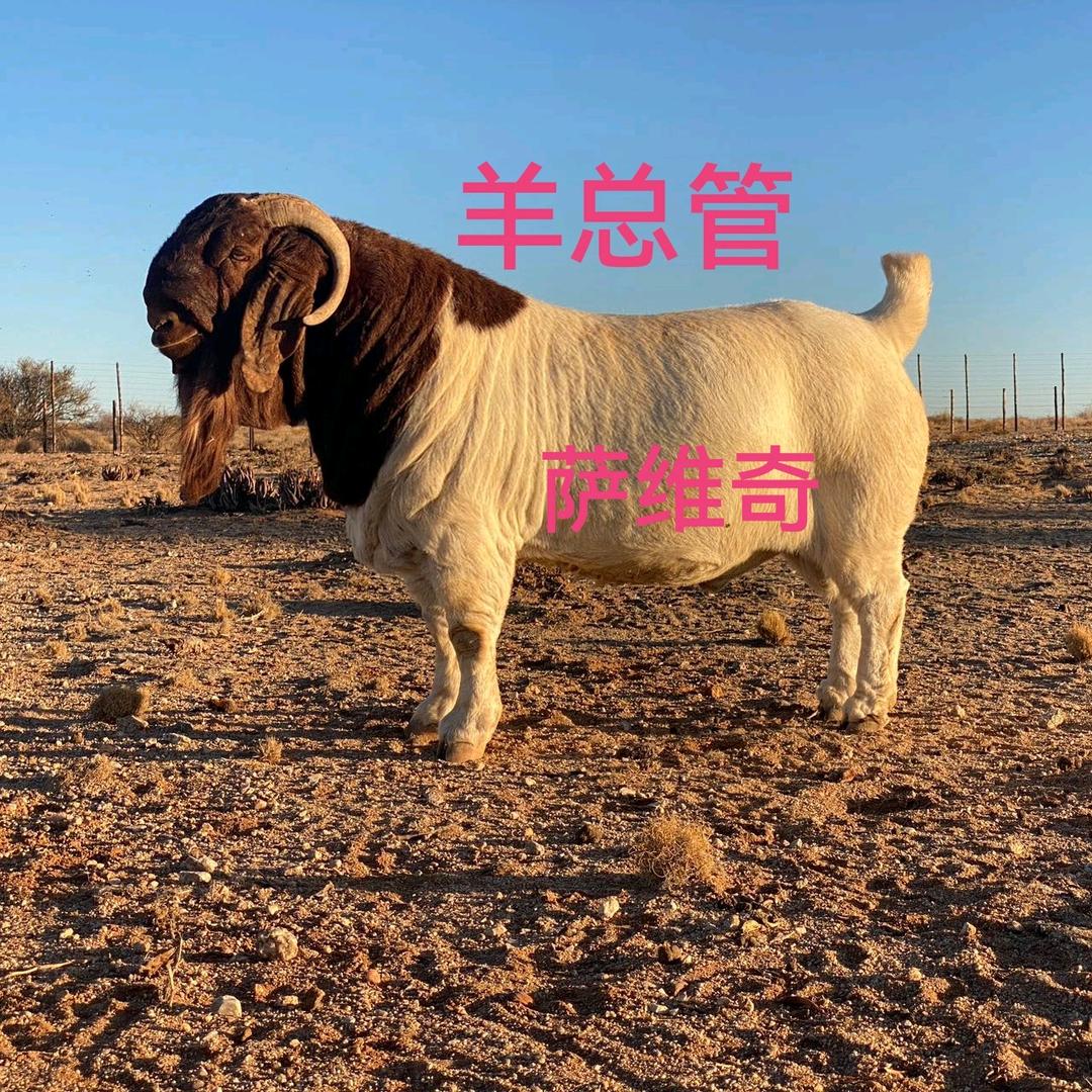 羊总管牧业