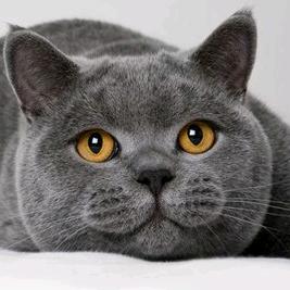猫猫出品