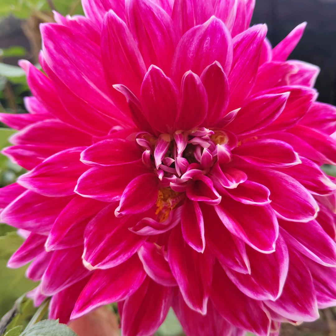 用户4779531143748小苹果单身