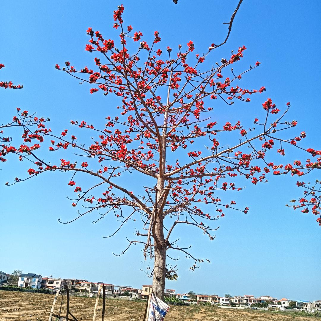 花开虽然美，也有花落时
