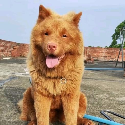 土狗研究所（副）所长