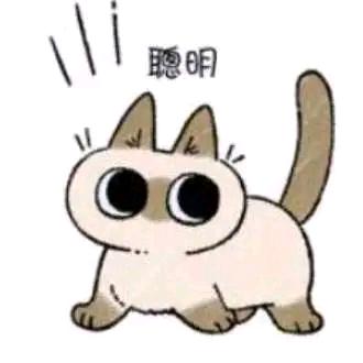 比邻星喂猫