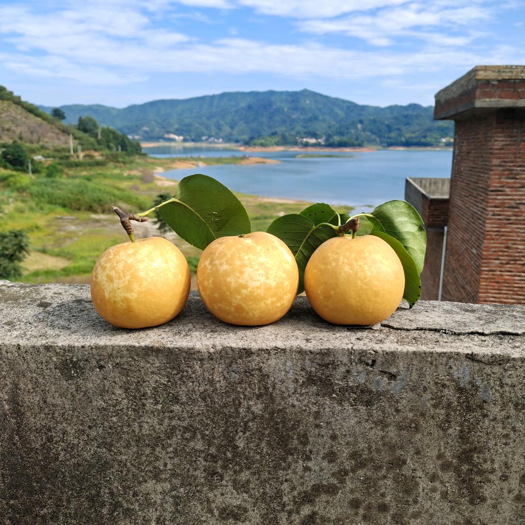 潭岭水晶梨