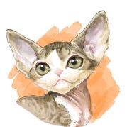 Catlyn宠物精选