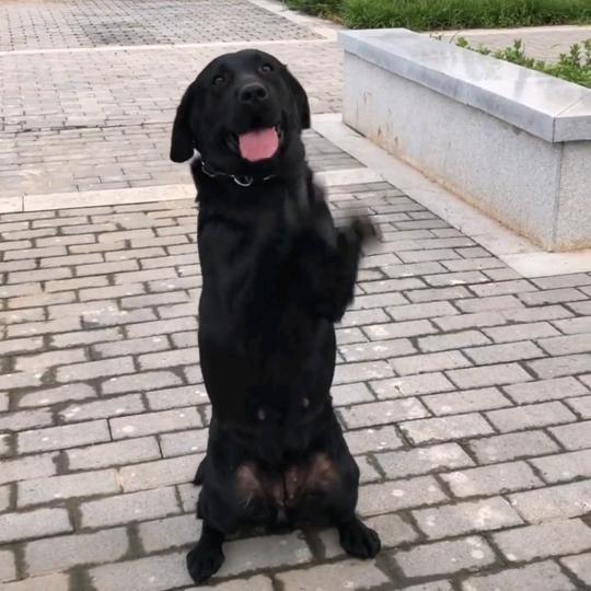 爱犬旺财