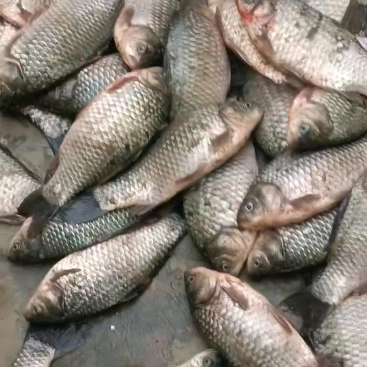 🎣麻将唧