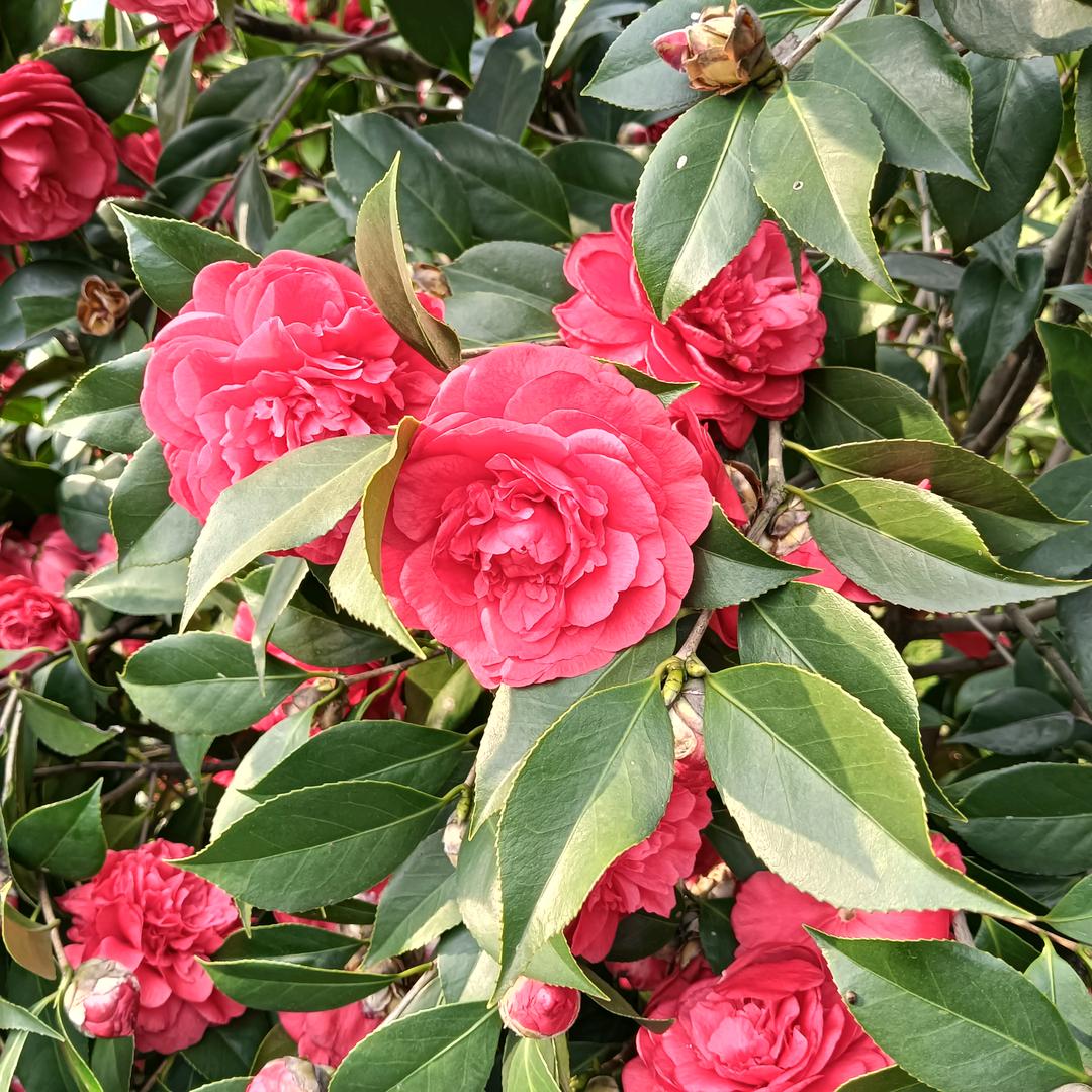 罗方在