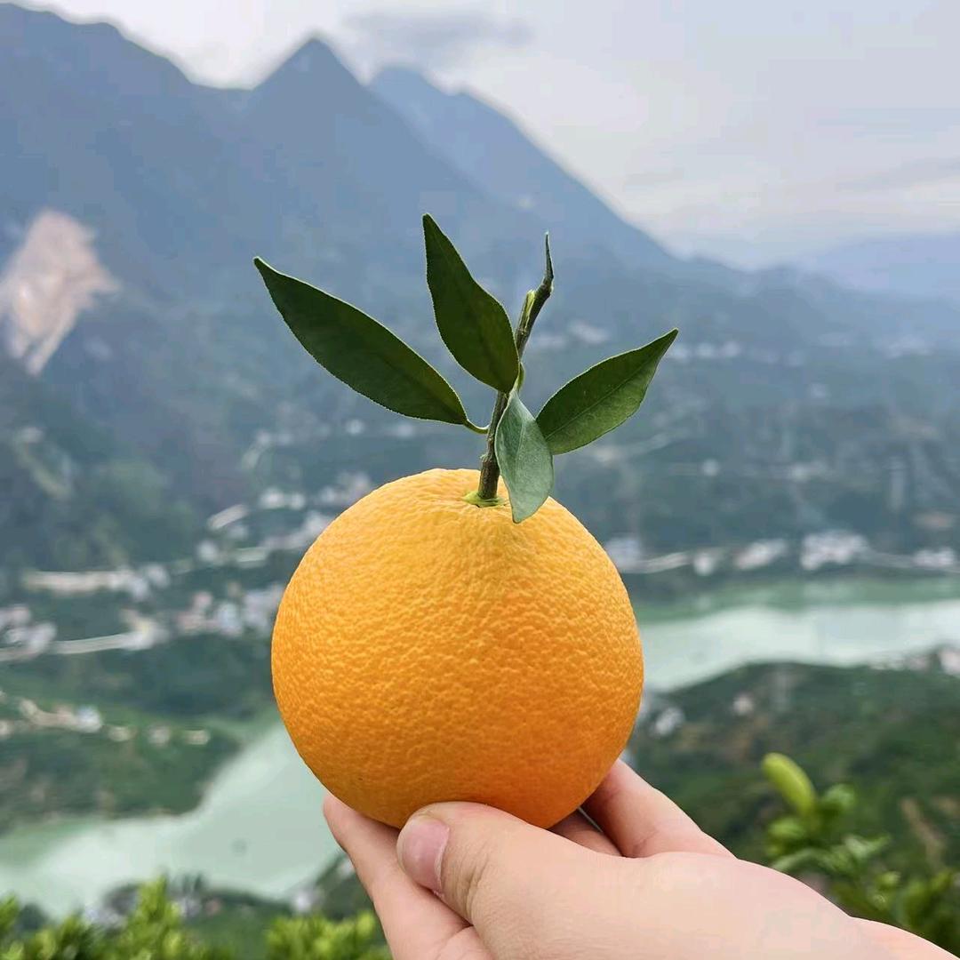 霖江鲜山货（阿磊）