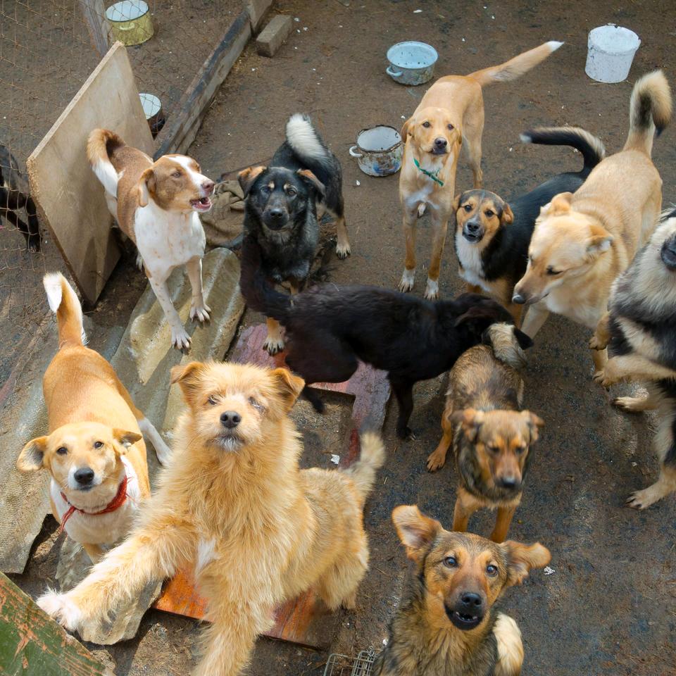 犬统领:张琪