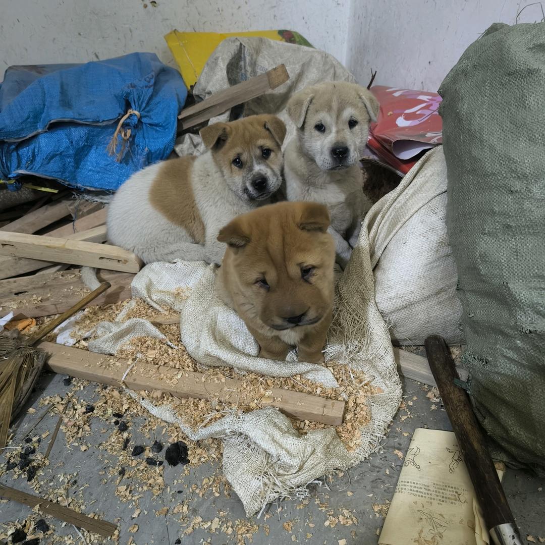 绊脚石