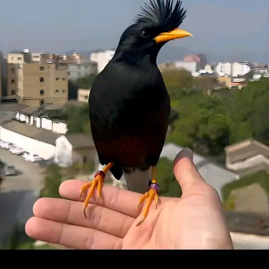 八哥，虫虫熊大