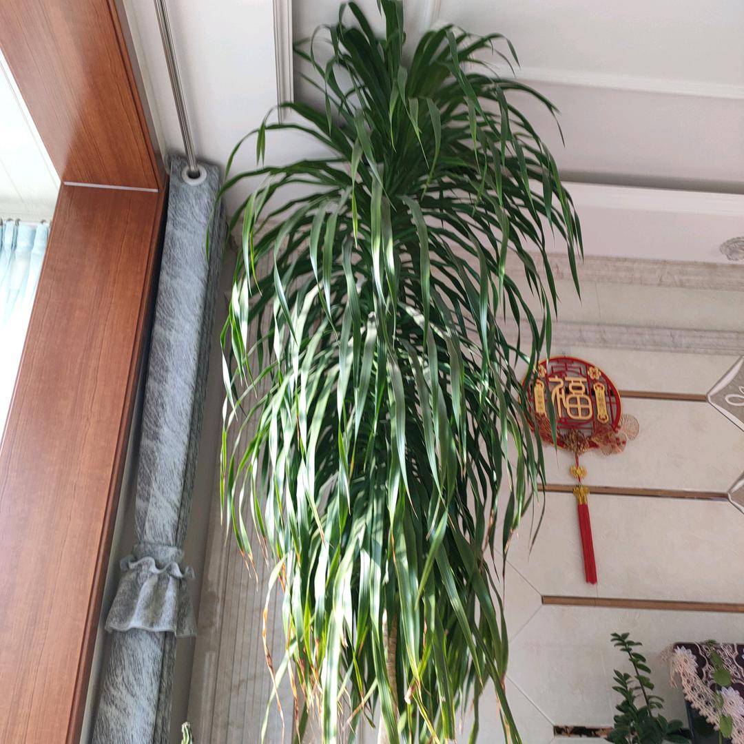 吉祥如意，，，，，，，，