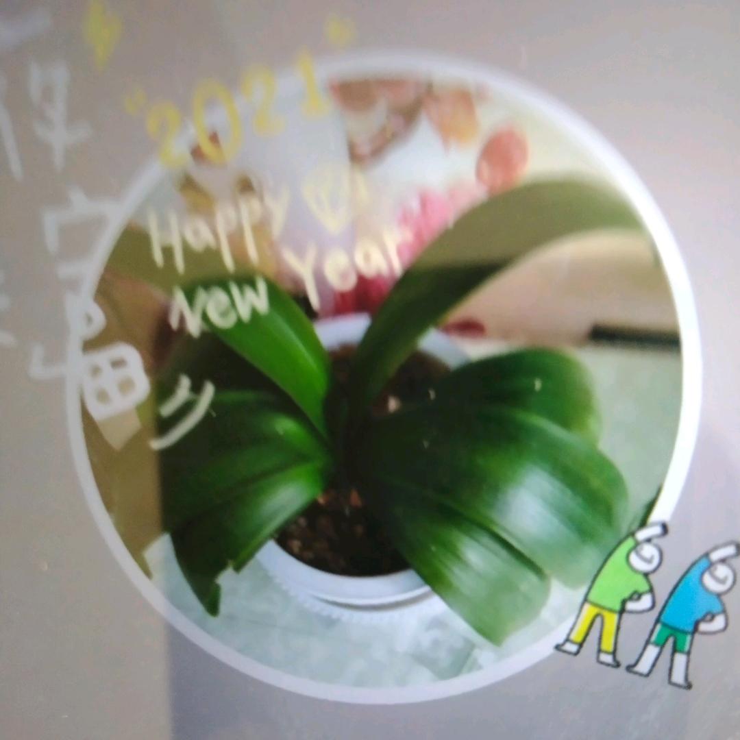 青松😀😀😀