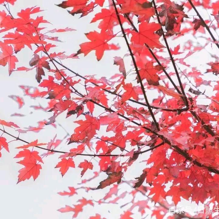 贝亲孕婴（三宝孕婴联营店）
