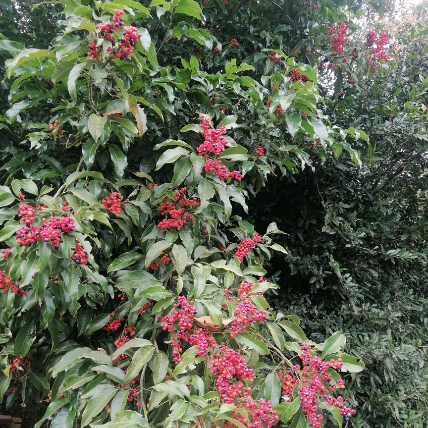 谢龙