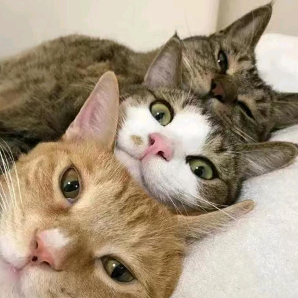 梧桐树下的猫