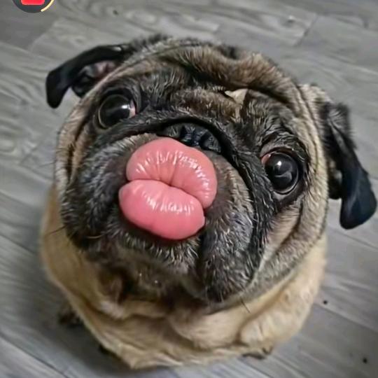 大老虎