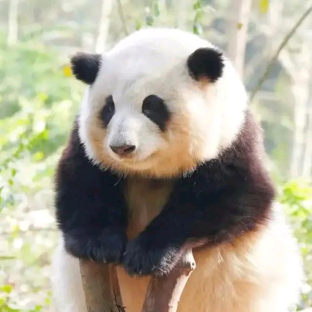 酒仙