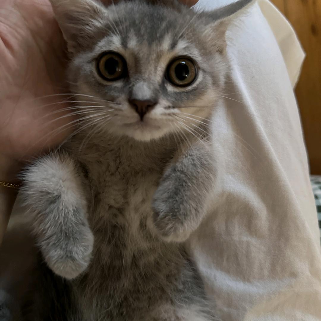 Vladimir
