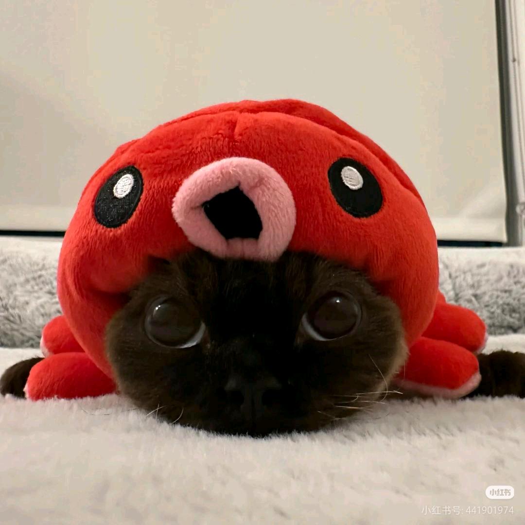 camera🍡🌞☀️