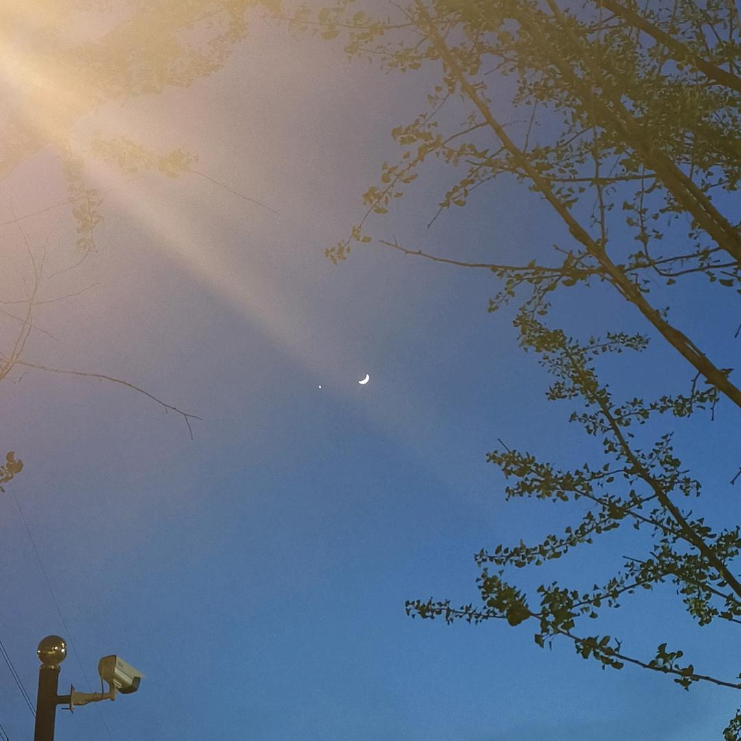 花朵繁星